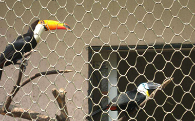 鳥語林專用網(wǎng)